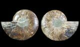 Cut & Polished Ammonite Fossil - Agatized #64959-1